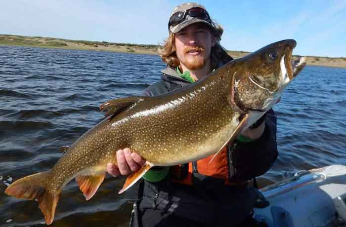 Far-North Lake Trout Living in Mystery