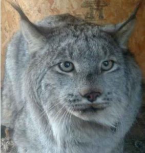 A lynx that a couple in Kenny Lake captured in  their chicken house. Photo by Linda Lohse.
