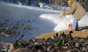 Marv Hassebroek of Fairbanks feeds overwintering ducks a mixture of cracked corn, wheat and vitamin-and-mineral pellets.