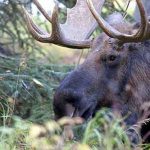 Moose. Image-ADF&G