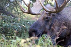 Moose. Image-ADF&G
