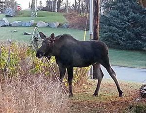 This young bull moose became entangled in a landing net in an Anchorage neighborhood. Alaskans who live in moose country should take precautions to guard against moose entanglements. ©ADF&G