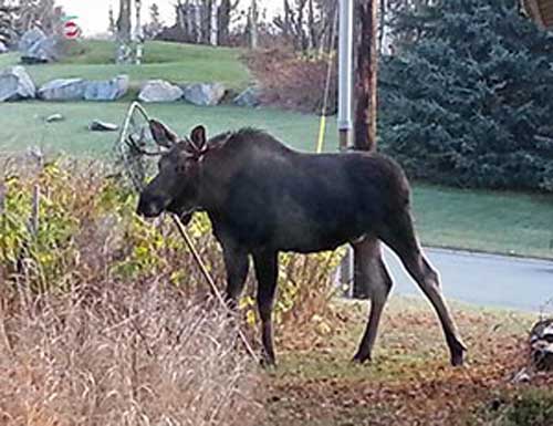 Don’t Leave Moose Hanging: Take Time to Prevent Urban Moose Entanglements