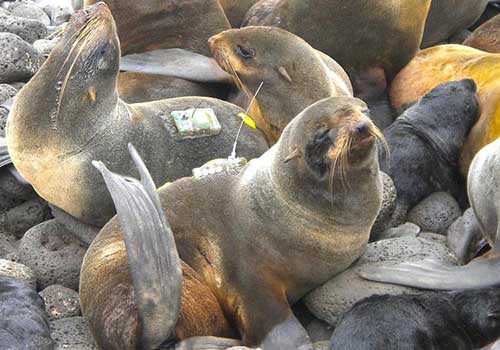 Northern Fur Seal Food Study in Bering Sea using Saildrone