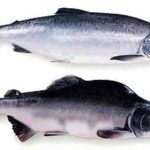 Pink Salmon. Image-State of Alaska