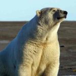A polar bear at Barter Island. (Photo: Christopher Putnam/USFWS)