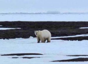 A polar bear north of Barrow. Photo by Ned Rozell.