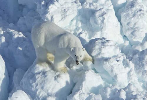 Increased Sea Ice Drift Puts Polar Bears on Faster Moving Treadmill