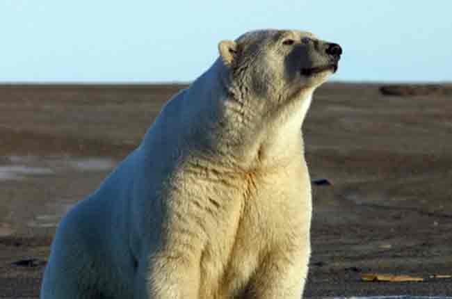 A polar bear at Barter Island. (Photo: Christopher Putnam/USFWS)