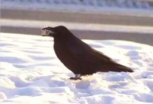 A raven in Fairbanks. photo by Ned Rozell.