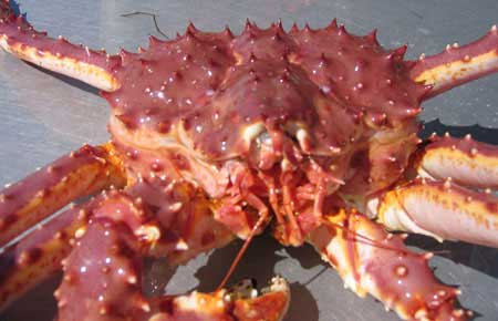 Bristol Bay Red King Crab Shows Average Weight of 7.1 Pounds