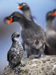 Least and crested auklets, seabirds that live in and around the Aleutian Islands. Photo by Cornelius Schlawe.