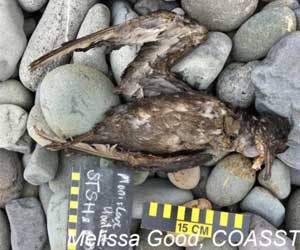 Short-Tailed Shearwater. Image-Melissa Good/COASST