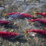 Alaska sockeye salmon migrating.Dennis Wise/University of Washington