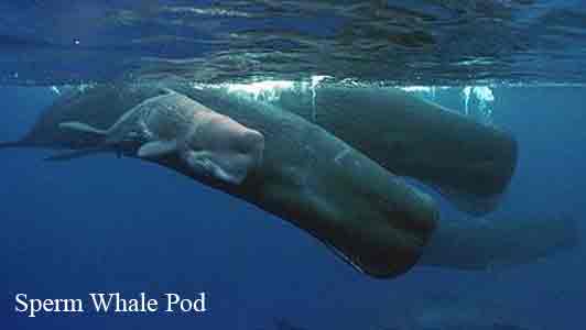 Sperm Whales: Revealing the Mysteries of the Deep