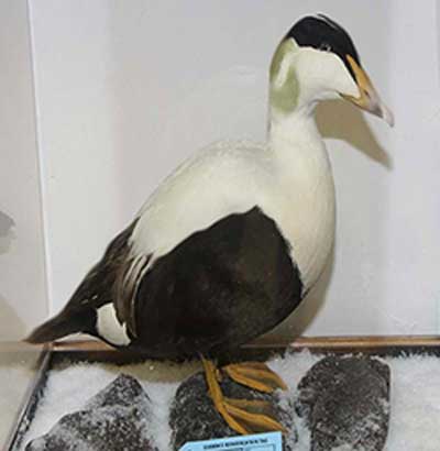 Alaskan Taxidermist Pleads Guilty to Smuggling Exotic Birds into the U.S.