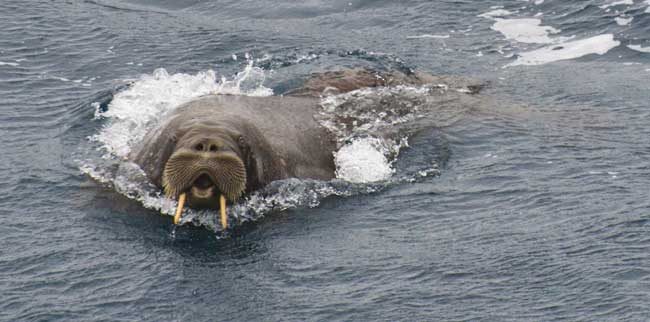A walrus is seen by the Coast Guard Cutter Maple (WLB 207) crew underway on their historic voyage up through the Northwest Passage in the Beaufort Sea.U.S. Coast Guard photo by Petty Officer 2nd Class Nathan Littlejohn.
