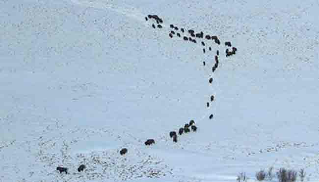 Wood Bison near Quinhagak in southwestern Alaska. Image-ADF&G