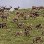 Trump’s ANWR Oil and Gas Auction Was a Bust—But Alaskan Arctic Still Faces Fossil Fuel Threat Photo by Alexis Bonogofsky, U.S. Fish and Wildlife Service Caribou graze in the Arctic National Wildlife Refuge.