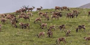 Photo by Alexis Bonogofsky, U.S. Fish and Wildlife Service Caribou graze in the Arctic National Wildlife Refuge.