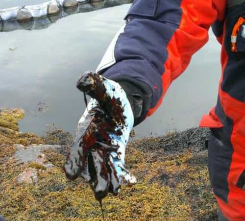 Oil-Eating Microbes are Challenged in the Arctic