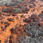 Unmistakable rusty hue in Alaskan waters. (Tim Lyons/UCR)
