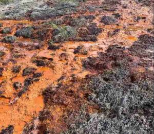 Unmistakable rusty hue in Alaskan waters. (Tim Lyons/UCR)