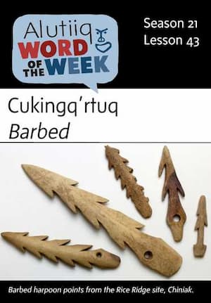 Barbed-Alutiiq Word of the Week-April 21st