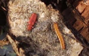 Red flat bark beetles in adult, left, and larval stages lie on a piece of bark. Photo by Ned Rozell
