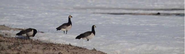 This picture shows barnacle geese. After nearly non-stop migration, in an attempt to cope with a rapidly warming Arctic, the geese need time on the breeding grounds to build up body stores before they can start laying eggs. Credit: Thomas Lameris/NIOO-KNAW