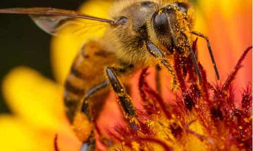 Common Weed Killer Linked to Bee Deaths