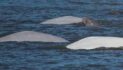 New Report Warns Alaska LNG Pipeline Would Threaten Critically Endangered Cook Inlet Beluga Whales and Coastal Communities