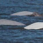 New Report Warns Alaska LNG Pipeline Would Threaten Critically Endangered Cook Inlet Beluga Whales and Coastal Communities Cook Inlet beluga whales. Photo credit: NOAA Fisheries