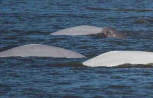 Cook Inlet beluga whales. Photo credit: NOAA Fisheries