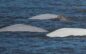 New Report Warns Alaska LNG Pipeline Would Threaten Critically Endangered Cook Inlet Beluga Whales and Coastal Communities