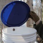 Photo by Laura Weingartner Tapping birch trees, such as on this north-facing site in Fairbanks in 2025, can yield a healthy sap beverage or products such as birch syrup.