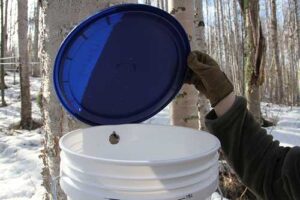 Photo by Laura Weingartner
Tapping birch trees, such as on this north-facing site in Fairbanks in 2025, can yield a healthy sap beverage or products such as birch syrup.