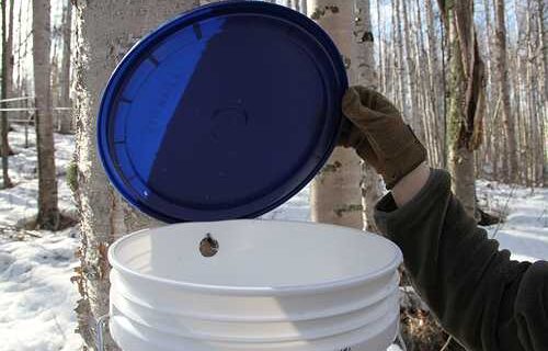 Class to cover birch tapping, sap products