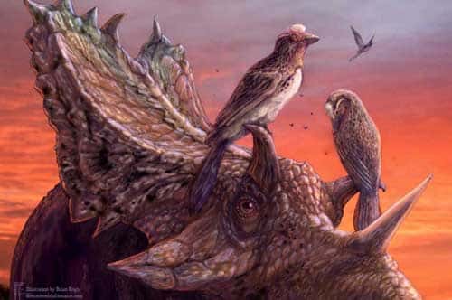Rare Fossil Bird Deepens Mystery of Avian Extinctions