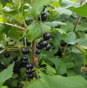 Photo by Katie DiCristina
Currants, such as these black currants growing in Alaska, were once banned in the United States but are now becoming increasingly popular.