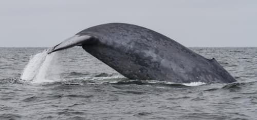 Migrating Blue Whales Rely on Memory More Than Environmental Cues to Find Prey