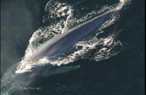Whale Songs’ Changing Pitch may be Response to Population, Climate Changes