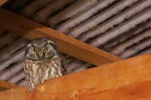 Boreal Owls Perform by Daylight