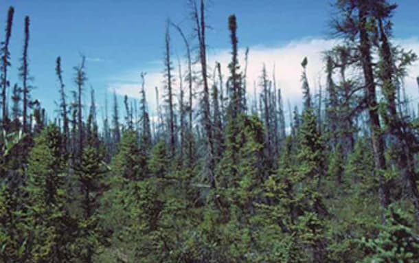 Wildfires Are Changing Forest Communities in Interior Alaska