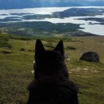 Boss. Image-Alaska Native Rural Veterinary, Inc.