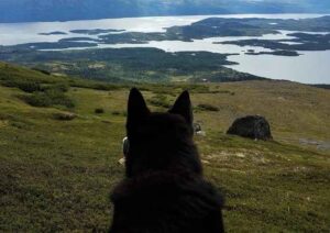 Boss. Image-Alaska Native Rural Veterinary, Inc.