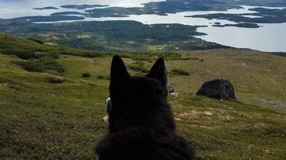 AFN and Alaska Native Rural Veterinary, Inc. Announce Launch of Rural Veterinary Public Health Program Serving 80 Tribal Communities Across Rural Alaska