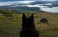 AFN and Alaska Native Rural Veterinary, Inc. Announce Launch of Rural Veterinary Public Health Program Serving 80 Tribal Communities Across Rural Alaska