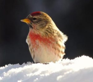 A common redpoll catches some sun in Fairbanks. Photo by Anne Ruggles