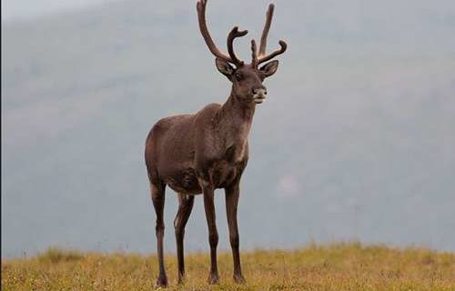 Caribou/Reindeer-Alutiiq Word of the Week-January 22nd